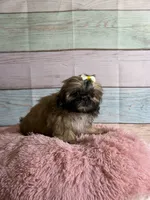 Brownie, a female Shih Tzu for sale in Ripley, MS – 3 of 6