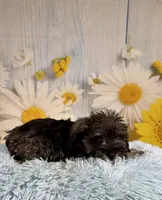 Clark, a male Miniature Schnauzer for sale in Ripley, MS – 3 of 10