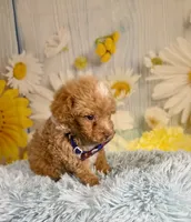 King, a male Poochon for sale in Ripley, MS – 6 of 6