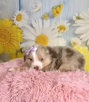 Isla, a female Miniature Australian Shepherd for sale in Ripley, MS – 4 of 7