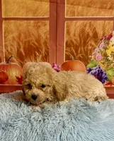 Toby, a male Cavapoo for sale in Ripley, MS – 3 of 7