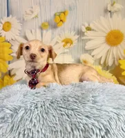 Henry , a male Yorkshire Terrier and Poodle - Toy  for sale in Ripley, MS – 2 of 7