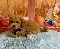 Ben, a male Cavapoo for sale in Ripley, MS – 5 of 8