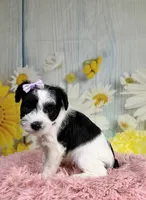 Nala, a female Miniature Schnauzer for sale in Ripley, MS – 6 of 8