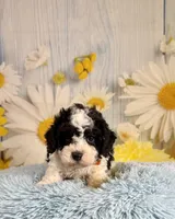 Oreo, a male Cavapoo for sale in Ripley, MS – 4 of 7