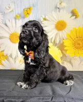 Ace, a male Cocker Spaniel for sale in Ripley, MS – 1 of 7