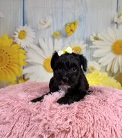 Nova , a female Miniature Schnauzer for sale in Ripley, MS – 4 of 6