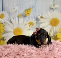 Olive, a female Miniature Dachshund for sale in Ripley, MS – 8 of 8