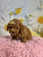 Rosie, a female Poodle - Miniature  for sale in Ripley, MS – 10 of 10