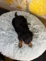 Bentley , a male Cavapoo for sale in Ripley, MS – 6 of 7