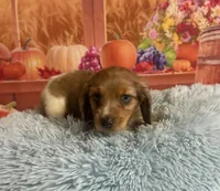 Ash, a male Miniature Dachshund for sale in Ripley, MS – 5 of 10
