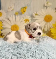 Toby, a male Miniature Schnauzer for sale in Ripley, MS – 3 of 6