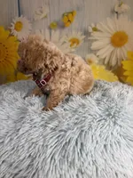 Ozzy, a male Poochon for sale in Ripley, MS – 6 of 9