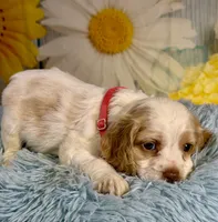 Nash, a male Cocker Spaniel for sale in Ripley, MS – 5 of 5