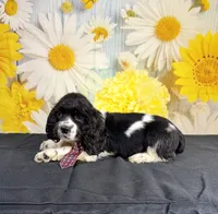Gizmo, a male Cocker Spaniel for sale in Ripley, MS – 3 of 3