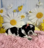 Raya, a female Shihpoo for sale in Ripley, MS – 2 of 10