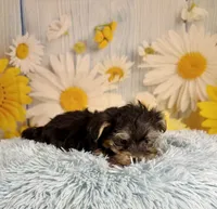 Tucker, a male Morkie for sale in Ripley, MS – 5 of 10