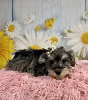 Bree, a female Miniature Schnauzer for sale in Ripley, MS – 4 of 10