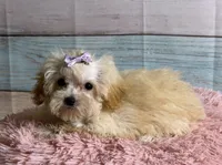Honey, a female Poodle - Toy  for sale in Ripley, MS – 3 of 7