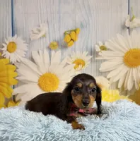 Ryder, a male Miniature Dachshund for sale in Ripley, MS – 3 of 10