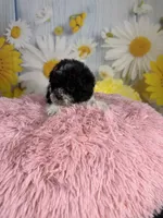 Ellie, a female Poodle - Toy  for sale in Ripley, MS – 10 of 10