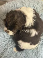 Charles, a male Cocker Spaniel for sale in Ripley, MS – 9 of 10
