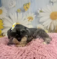 Bonnie, a female Miniature Schnauzer for sale in Ripley, MS – 4 of 10