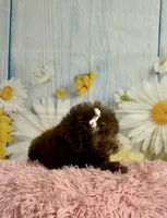 Coco, a female Poodle - Toy  for sale in Ripley, MS – 5 of 10
