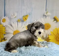 Terry, a male Miniature Schnauzer for sale in Ripley, MS – 8 of 9
