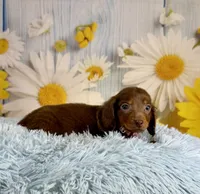 Ranger, a male Miniature Dachshund for sale in Ripley, MS – 5 of 7