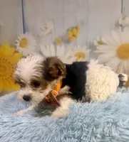 Jasper, a male Yorkshire Terrier for sale in Ripley, MS – 8 of 10