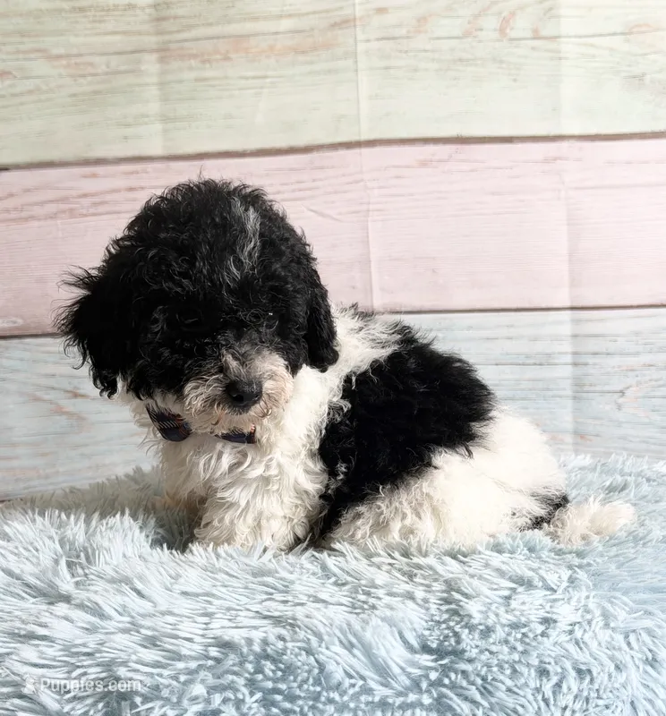 Oreo – Poodle - Toy  puppy for sale in Ripley, MS