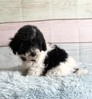 Oreo, a male Poodle - Toy  for sale in Ripley, MS – 1 of 10