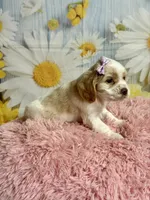 Sandy, a female Cocker Spaniel for sale in Ripley, MS – 6 of 8