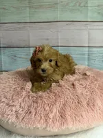 Tara, a female Miniature Goldendoodle for sale in Ripley, MS – 2 of 4