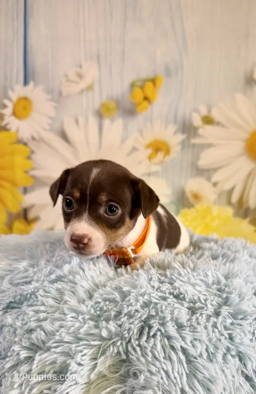 Jack – Jack Russell Terrier puppy for sale in Ripley, MS
