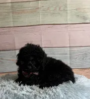 Nigel, a male Poodle - Toy  for sale in Ripley, MS – 4 of 5
