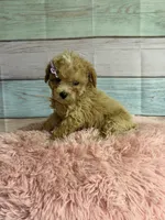 Callie, a female Poodle - Toy  for sale in Ripley, MS – 3 of 7