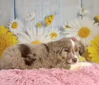 Hannah, a female Miniature Australian Shepherd for sale in Ripley, MS – 3 of 8