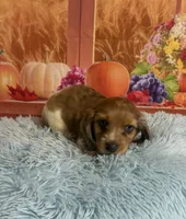 Ash, a male Miniature Dachshund for sale in Ripley, MS – 9 of 10