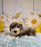 Terry, a male Miniature Schnauzer for sale in Ripley, MS – 6 of 9