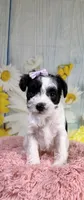 Nala, a female Miniature Schnauzer for sale in Ripley, MS – 7 of 8