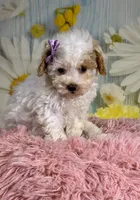 Winnie, a female Miniature Goldendoodle for sale in Ripley, MS – 8 of 10