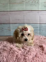 Winnie, a female Poodle - Toy  for sale in Ripley, MS – 7 of 7