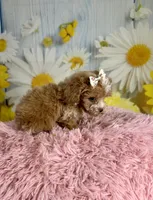 Hattie, a female Poochon for sale in Ripley, MS – 6 of 8