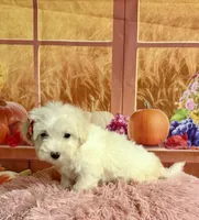 Cotton , a female Maltipoo for sale in Ripley, MS – 8 of 10