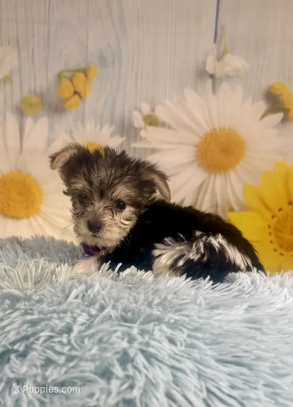 Pac-Man – Yorkshire Terrier puppy for sale in Ripley, MS