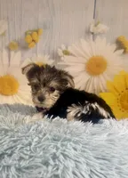 Pac-Man, a male Yorkshire Terrier for sale in Ripley, MS – 1 of 10