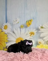 Lulu, a female Morkie for sale in Ripley, MS – 2 of 10