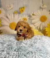 Leo, a male Miniature Goldendoodle for sale in Ripley, MS – 2 of 10
